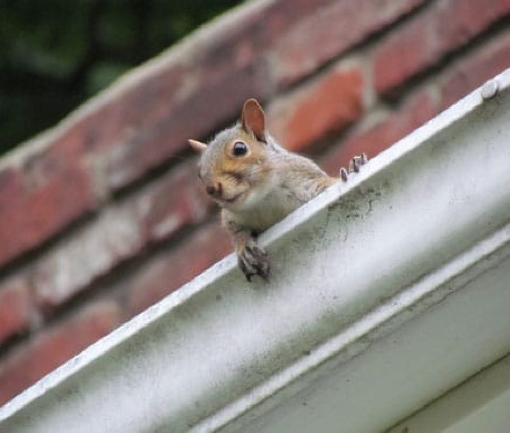 squirrel-removal